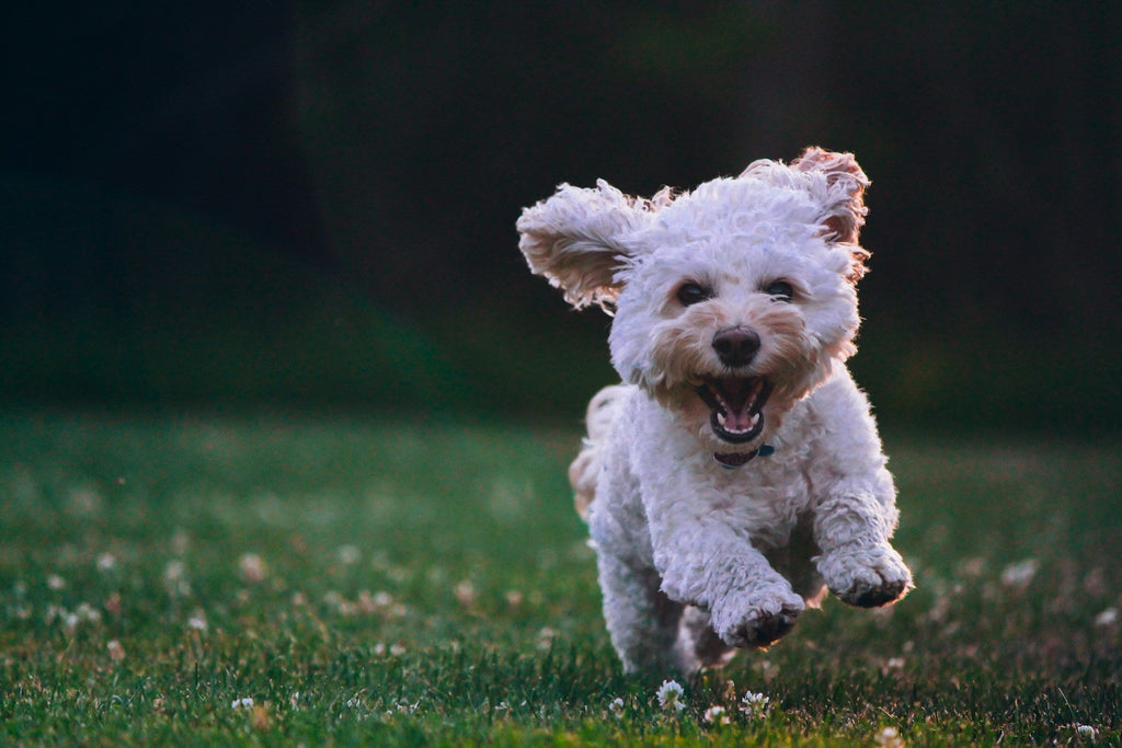 Why Nutrient-Dense Pet Food is the Key to a Longer, Healthier Life