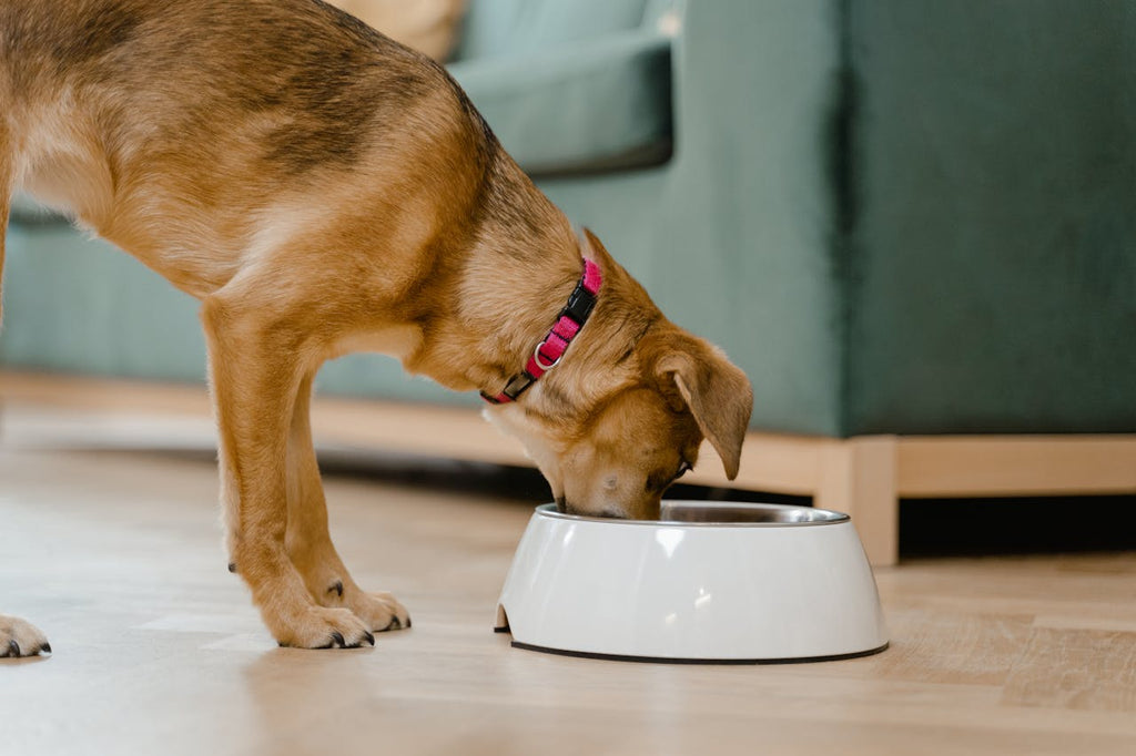 Premium Quality Without the Price Tag: Smarter Pet Food Choices