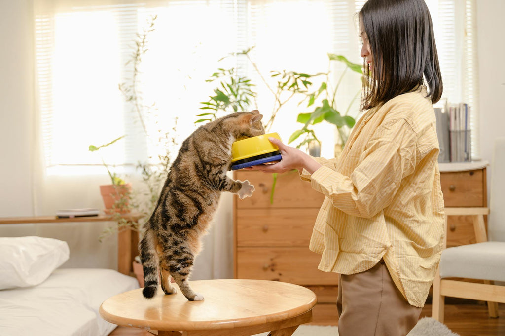 Affordable Doesn’t Mean Low Quality: Debunking the Pet Food Myth