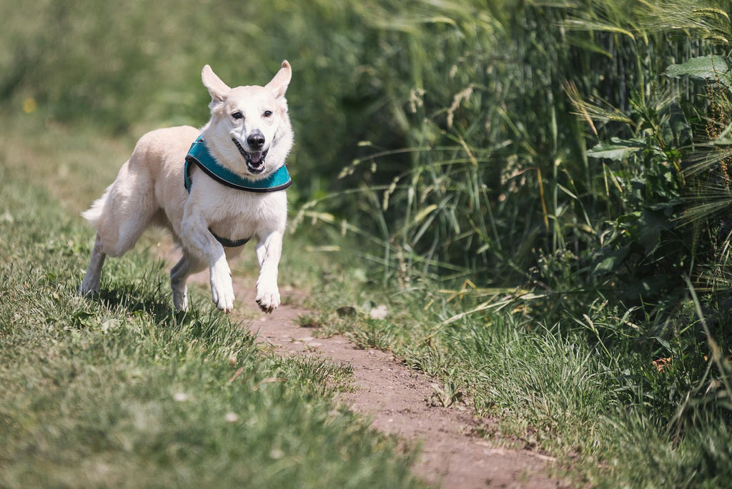 Boost Your Pet’s Energy Naturally with Vitamin-Rich Meals